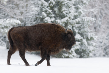 Motherly Brown Bison Close Up.  Wild European Brown Bison ( Bison Bonasus ) In Winter Time. Adult...