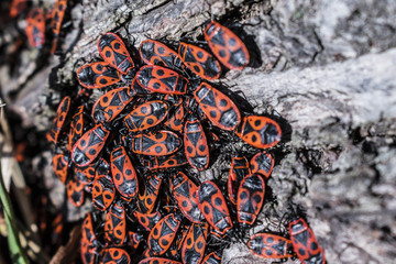 The firebug, Pyrrhocoris apterus, a common insect. Red bugs crowd on tree bark. Selected focus