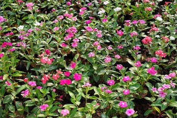 Many flowers are fragrant flowers.