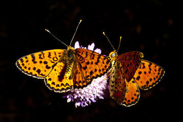 macro farfalle
