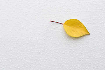 The texture of the surface of a wet car is white. The yellow leaf from the tree stuck to the surface of the wet car