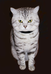 Beautiful cat on a black background. 