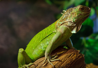 The iguana is in the terrarium.