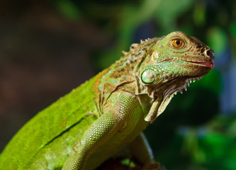 The iguana is in the terrarium.