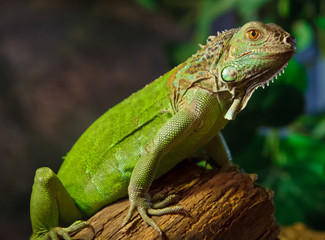 The iguana is in the terrarium.