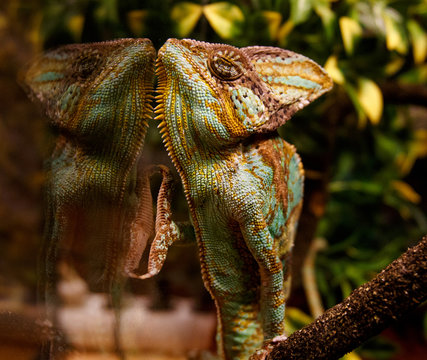 Chameleon looks at his reflection in the glass wall of teratium.