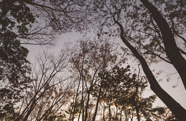 trees silhouettes trunk and branch with leavesless at sunset golden hour twilight.