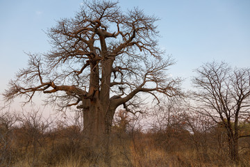 Afrikanischer Affenbrotbaum