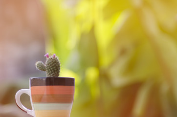 cactus flower deceration