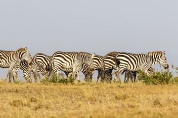 Fototapeta na wymiar Wandering Zebras in the Masai Mara National Reserve in Kenya