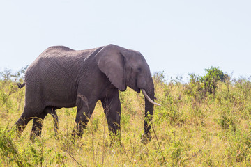 Elephant bull walking on savanna