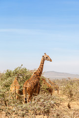 Giraffes in the savanna landscape with trees