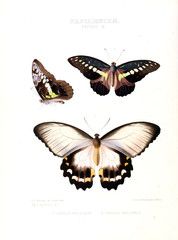 Fototapeta na wymiar Illustration Of A Butterfly