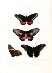 Naklejka premium Illustration Of A Butterfly