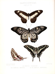 Plakat Illustration Of A Butterfly