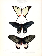 Obraz na płótnie Canvas Illustration Of A Butterfly