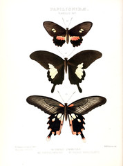 Illustration Of A Butterfly