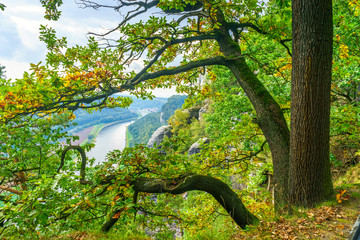 An old tree growing on the edge of a cliff above the Elbe River in Saxon Switzerland, in Germany