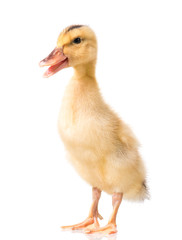 Cute little yellow newborn duckling isolated on white background. Newly hatched duckling on a chicken farm.