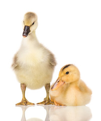 Cute little newborn fluffy gosling and duckling. Two young goose and duck isolated on a white background. Nice birds.