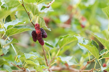 mulberry fruit on tree