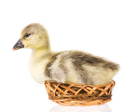 Cute little newborn fluffy gosling in nest. One young goose isolated on a white background. Nice geese big bird.