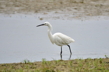 Seidenreiher bei der Futtersuche 