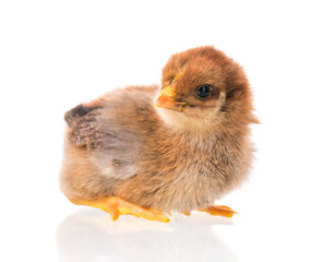 Cute little newborn chicken, isolated on white background. Newly hatched chick on a chicken farm.