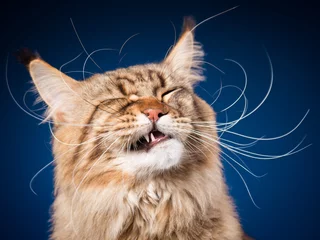 Papier Peint photo autocollant Chat Portrait of funny Maine Coon cat. Close-up studio photo of beautiful big adult black tabby cat on blue background. 