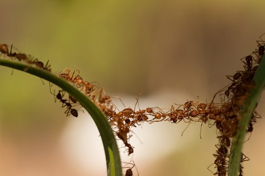 Ant action standing.Ant bridge unity team,Concept team work together