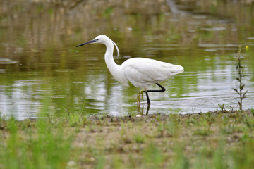 Seidenreiher bei der Futtersuche 