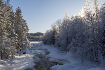 Little stream in the forest with sun shine through a birch on right side.