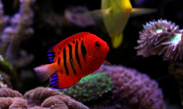 Flame Angelfish (Centropyge loricula) 