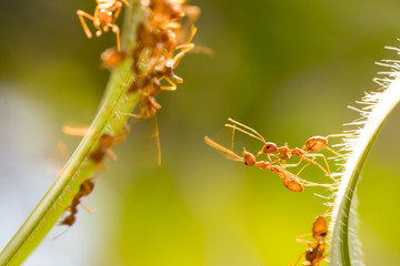 Ant action standing.Ant bridge unity team,Concept team work together