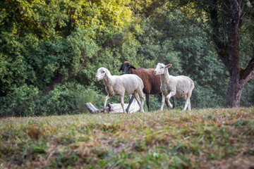 Obraz na płótnie Canvas Flock of sheep grazing on a green field.