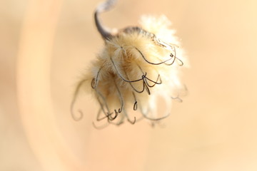 Macro