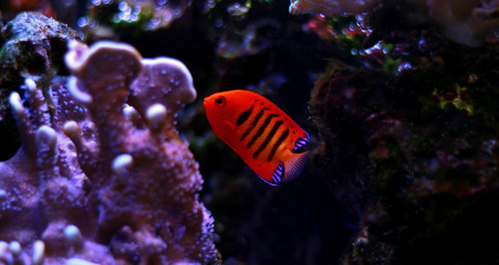 Flame Angelfish (Centropyge loricula) 
