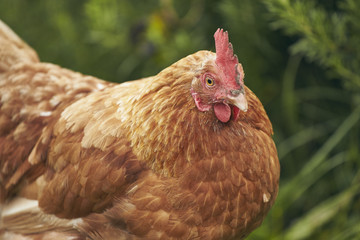 Free Range Chicken in a Field