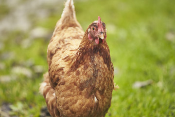 Free Range Chicken in a Field