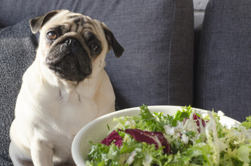  plate with fresh green salad, dog breed pug sitting on the sofa and looking straight