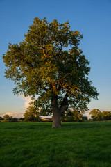 Tree on a meadow