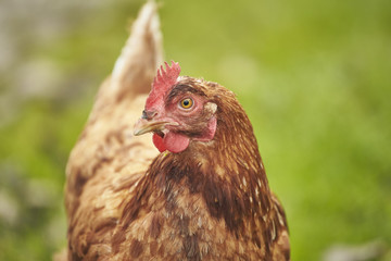 Free Range Chicken in a Field