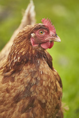 Free Range Chicken in a Field