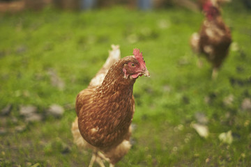Free Range Chicken in a Field