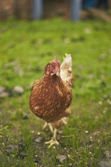 Free Range Chicken in a Field