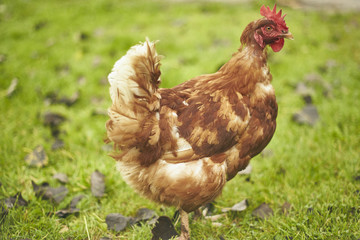 Free Range Chicken in a Field