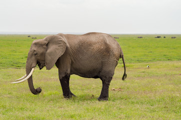 Fototapeta na wymiar Elephant half immersed in the marshes of Amboseli Park in Kenya
