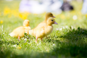 Three little ducklings in a nest, outdoors image in the park