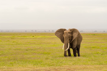Fototapeta na wymiar Elephant half immersed in the marshes of Amboseli Park in Kenya