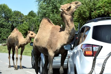 Camels scratching